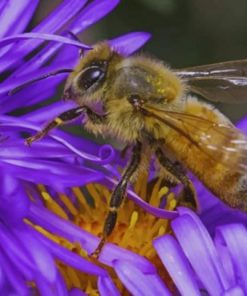 Bee On A Purple Flower – Paint By Number