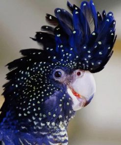 Red Tailed Black Cockatoo - Paint By Numbers