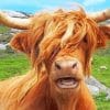Scottish Highland Cow - Paint By Numbers