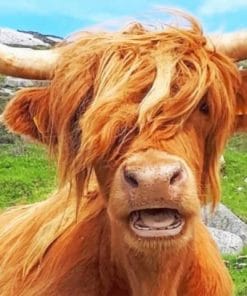 Scottish Highland Cow - Paint By Numbers