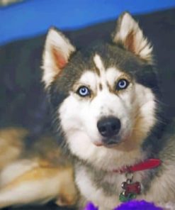 Siberian Husky – Animals Paint By Number