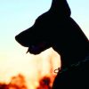 Doberman Silhouette – Paint By Number