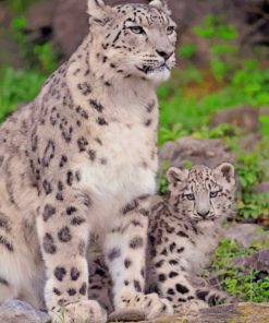 Snow Leopard With Her Cubs – Paint By Number