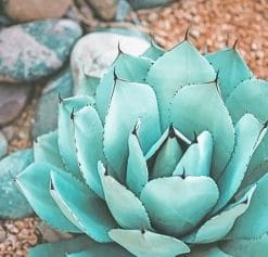 Succulent Near Rocks paint by numbers