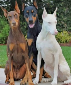 Three Doberman Pinscher Dogs – Paint By Number