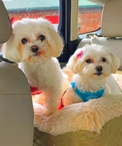 Two White Puppies - Paint By Number