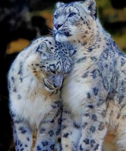 Snow Leopards Couple – Paint By Number