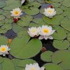 White Lotus Flowers paint by numbers