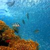 Coral Reef Fish Paint by numbers