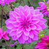 Dahlia Lilac Paint by numbers