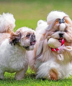 Imperial And Teacup Shih Tzu Paint by numbers