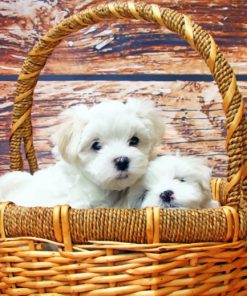 Maltese Puppies - Paint By Number