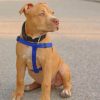 Pit Bull paint by numbers