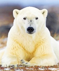 Polar Bear - Paint By Numbers