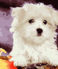 Bichon Frise Paint by numbers