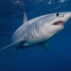 Shortfin Mako Shark Sea Life Paint by numbers