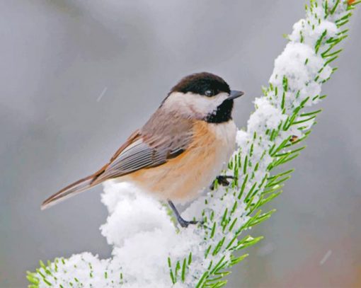 Adorable Chickadee Bird Paint by numbers