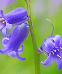 Aesthetic Bluebells Paint by numbers