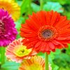 Aesthetic Gerbera Daisy Flowers paint by numbers
