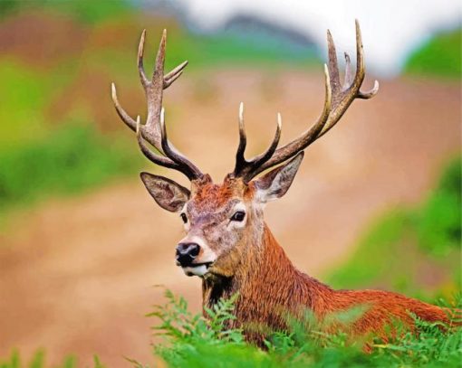 Aesthetic Stag Paint by numbers