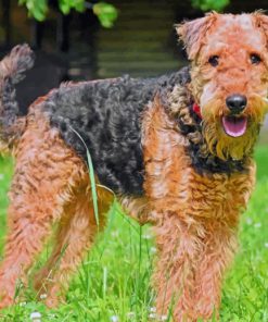 Airedale Terrier Dog paint by numbers