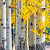 Aspen Trees Paint by numbers