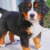 Bernese Mountain Baby Dog