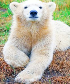 Baby Polar Bear - Paint By Numbers