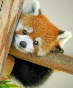 Baby Red Panda - Paint By Number
