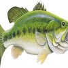 Bass Fish Paint by numbers