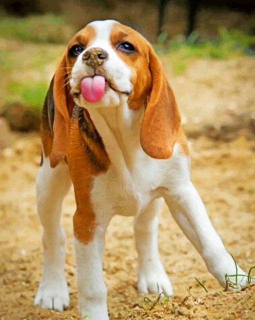 Beagle Dog paint by numbers