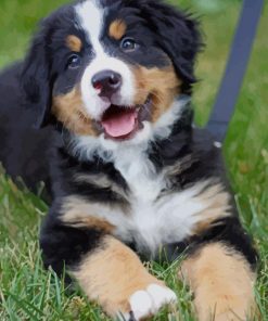 Bernese Mountain Baby Dog Paint by numbers