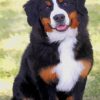Bernese Mountain Dog