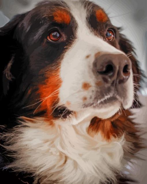 bernese-mountain Paint by numbers