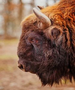 Bison Face Side View - Paint By Numbers