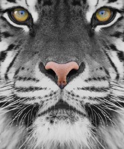Black And White Tiger Photography - Paint By Numbers