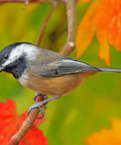 Capped Chickadee - Paint By Numbers