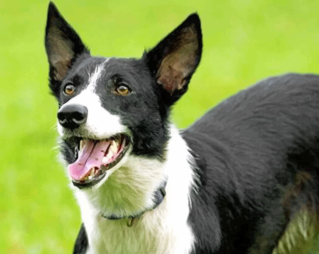 Border Collie Dog Paint by numbers
