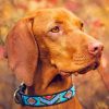 Brown Weimaraner Piant by numbers