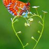Butterfly On Heart Paint by numbers