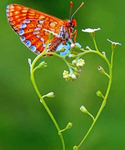 Butterfly On Heart Paint by numbers