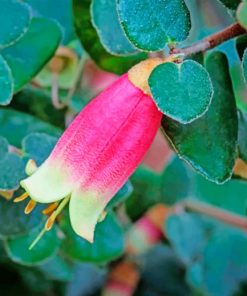 Canberra Bells Correa Paint by numbers