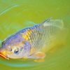 Crap Fish Paint by numbers