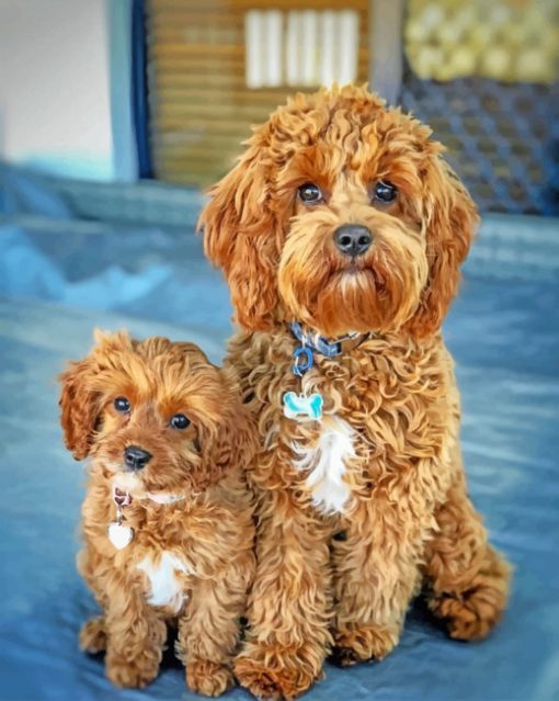 Cavapoo Dogs Paint by numbers