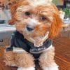 Cockapoo Dog paint by number