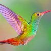 Colorful Hummingbird Paint by numbers