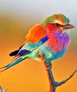 Colorful Robin Bird Paint by numbers