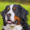 Cute Bernese Mountain Dog Paint by numbers