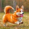 Cute Corgi Paint by numbers