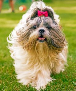 Cute Shih Tzu paint by numbers